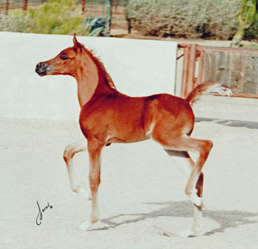 Eyce