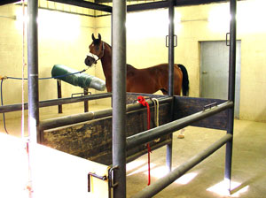 Stallion Collecting Room
