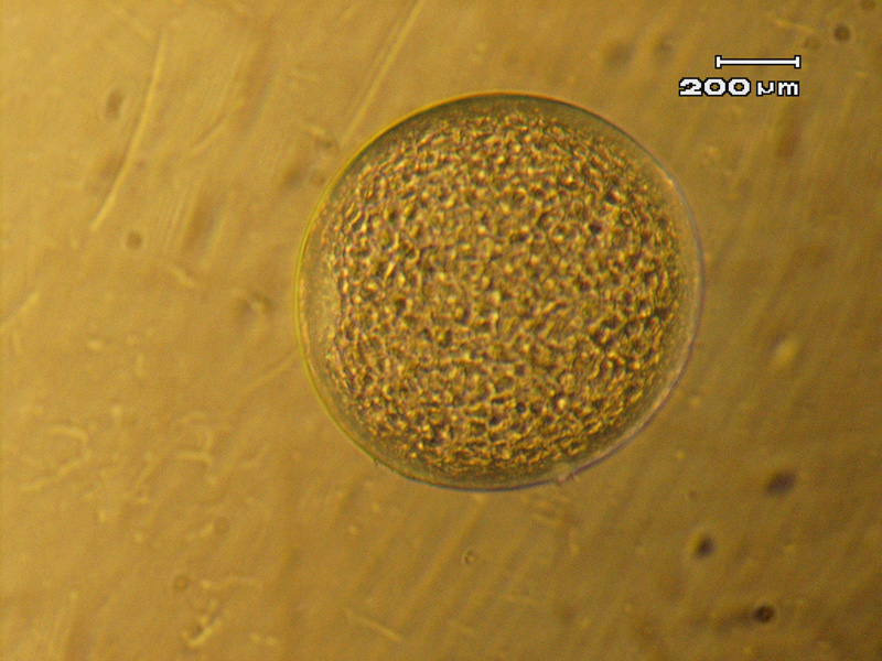7 day embryo