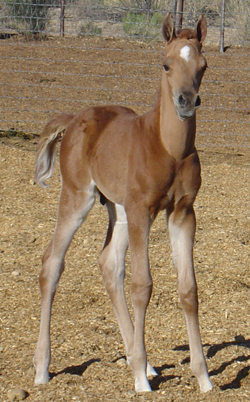 Ice at one week old