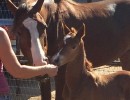 jewls nutcracker and colt by horatio afire english prospect
