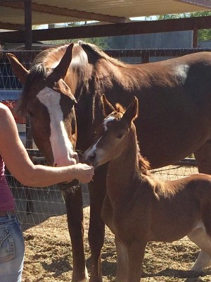 jewls nutcracker and colt by horatio afire english prospect