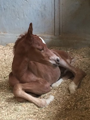 new born there is a nutamongus great english prospect