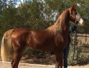 nutcrackers masquerade santolina brood mare out of catalyst mare embryos available