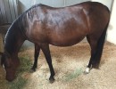 ready to foal