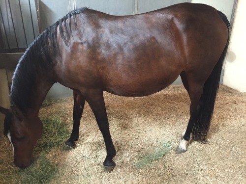 ready to foal