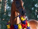 champion fillies raw topaz