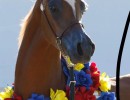 chestnut scottsdale fillies