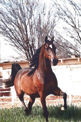 sv basksko offspring2