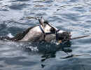 2023 horse swimming