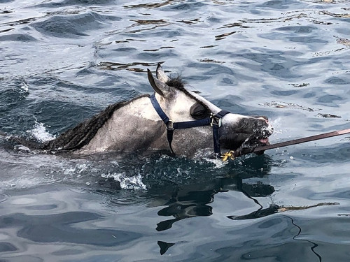 2023 horse swimming