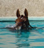 pool face
