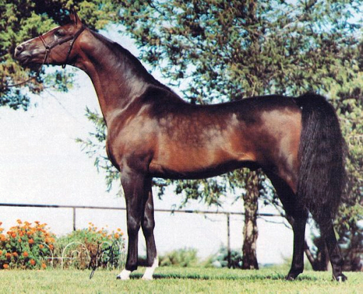 SV Basksko