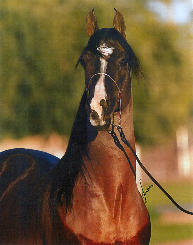 SV Basksko
